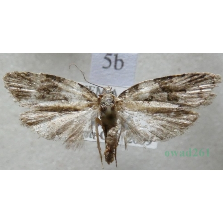 Cnephasia stephensiana (Doubleday, 1849) Czech5b